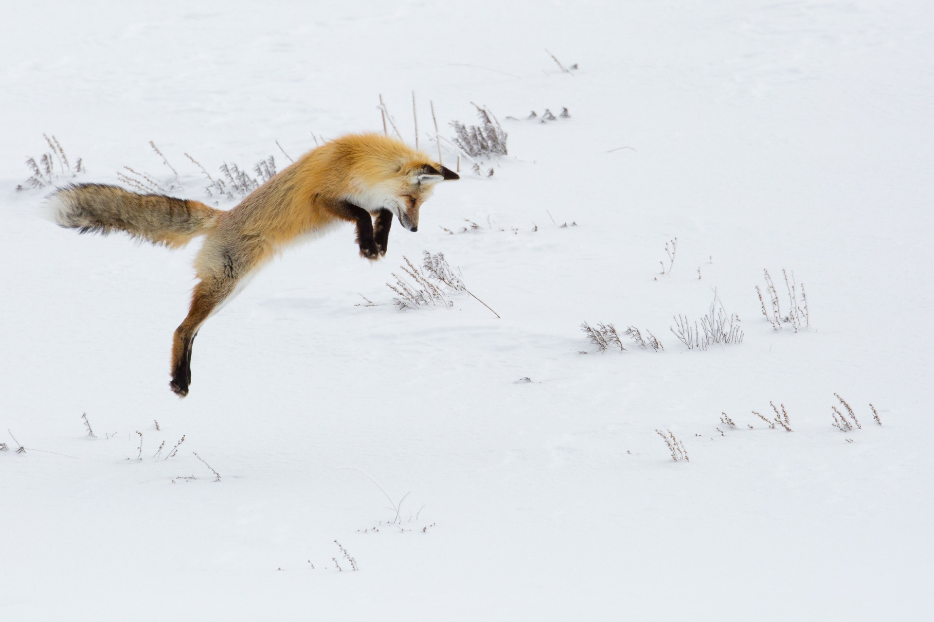 diving fox